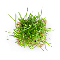 Image showing close-up green grass with roots isolated on white