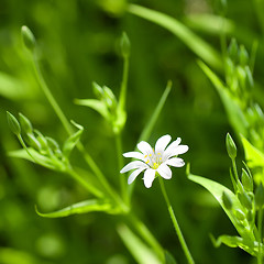 Image showing white chamomile in green grass