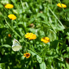 Image showing Flowers with flying butterfly