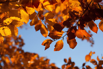 Image showing background with autumn leaves