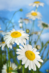 Image showing white chamomiles against blue sky