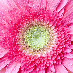 Image showing Pink daisy-gerbera with water drops isolated on white