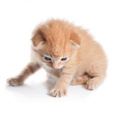 Image showing kitten looking down isolated on white