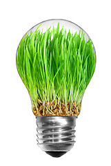 Image showing Natural energy concept. Light bulb with green grass inside isola