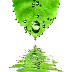 Image showing green leaf with water drops isolated on white