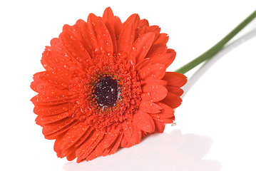 Image showing Red daisy-gerbera with water drops isolated on white