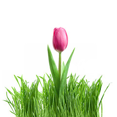 Image showing purple tulip and green grass isolated on white