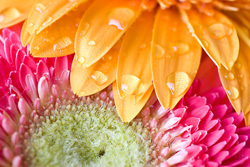 Image showing Macro of yellow and pink daisy-gerbera