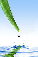 Image showing green aloe vera with water drop and splash isolated on white