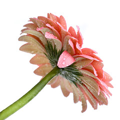 Image showing Pink daisy-gerbera with water drops isolated on white