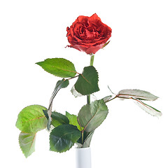 Image showing red rose isolated on white