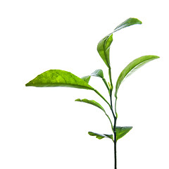 Image showing branch of green lemon leaves isolated on white