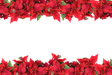 Image showing christmas frame from poinsettias isolated on white