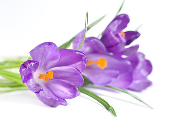 Image showing crocus bouquet isolated on white