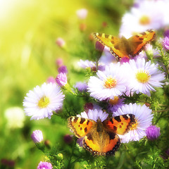 Image showing two butterfly on flowers