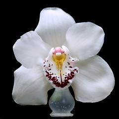 Image showing close up white orchid isolated on black