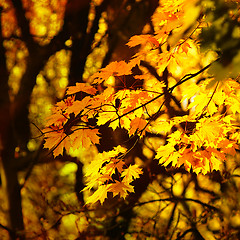 Image showing autumn yellow leaves