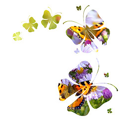 Image showing butterflies on white