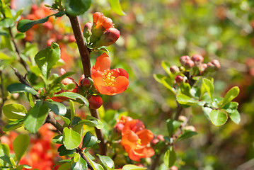 Image showing red flowers in the garden