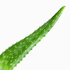 Image showing close-up photo of green aloe vera isolated on white