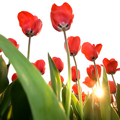 Image showing red tulips