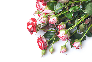 Image showing red rose bouquet isolated on white