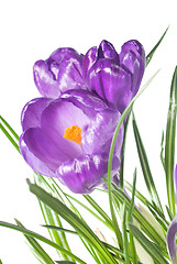 Image showing crocus bouquet isolated on white