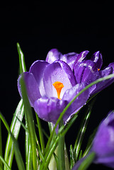 Image showing crocus bouquet isolated on black