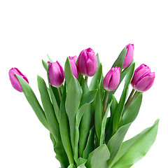 Image showing close-up pink tulips isolated on white