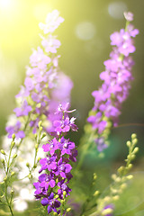 Image showing Summer pink flowers