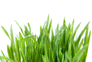 Image showing green grass isolated on white