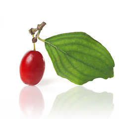 Image showing cornel with green leaf isolated on white