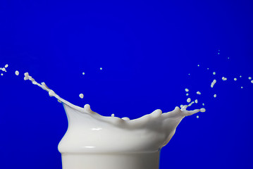 Image showing Milk splash isolated on blue