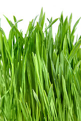 Image showing close-up green grass isolated on white