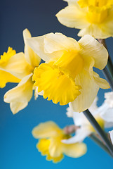 Image showing yellow and white narcissus on blue background