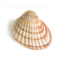 Image showing macro of shell isolated on white