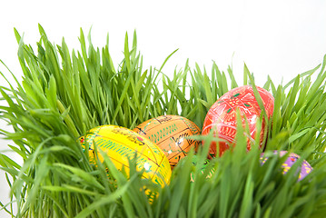 Image showing color easter eggs in nest from green grass on white