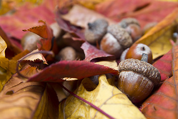 Image showing acorns with autumn leaves