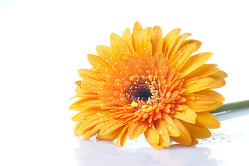 Image showing Macro of yellow daisy-gerbera head isolated on white