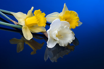 Image showing white and yellow narcissus on blue background