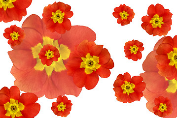 Image showing color flowers background