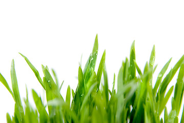 Image showing close-up green grass isolated on white