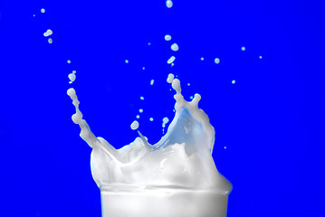 Image showing Milk splash isolated on blue