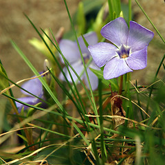 Image showing Spring flower