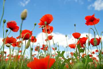 Image showing poppy against blue sky