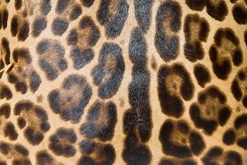 Image showing Leopard skin background