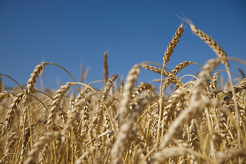 Image showing Field of gold wheat and blue sky