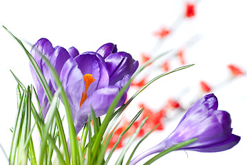 Image showing crocus with red blurred flowers