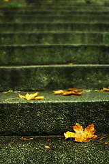 Image showing autumn leaf on stairs