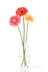 Image showing Bouquet from daisy-gerbera in glass vase isolated on white